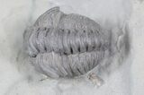 Flexicalymene Trilobite Pair From Ohio #26876-1